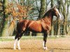 stallion Bazuin 83.54 (Gelderland, 1983, from Satelliet 282)