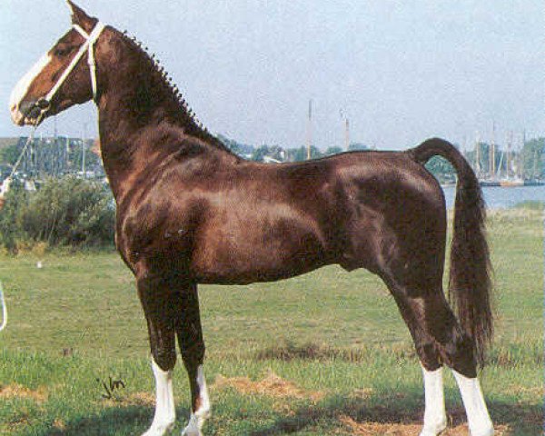 stallion Edelman (Royal Warmblood Studbook of the Netherlands (KWPN), 1986, from Wouter)