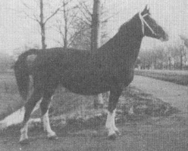 broodmare Jamieka (KWPN (Royal Dutch Sporthorse), 1968, from Fameus)
