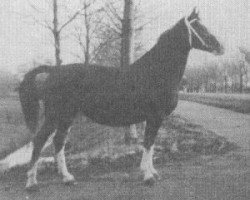 Zuchtstute Jamieka (KWPN (Niederländisches Warmblut), 1968, von Fameus)