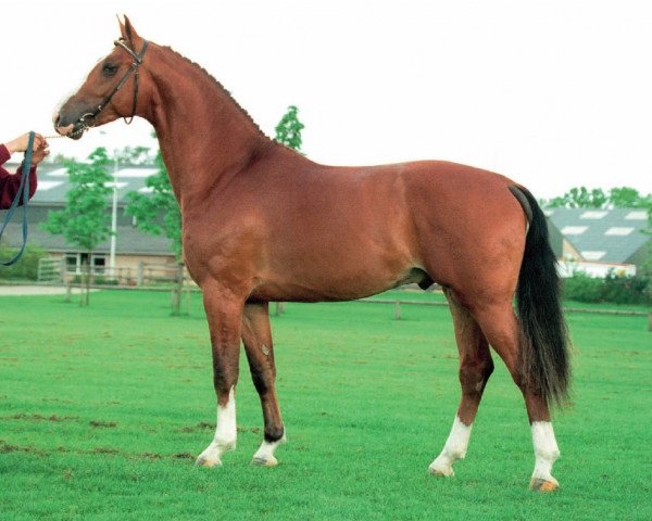 Deckhengst Koss (Koninklijk Warmbloed Paardenstamboek Nederland (KWPN), 1992, von El Corona)
