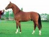 stallion Koss (KWPN (Royal Dutch Sporthorse), 1992, from El Corona)
