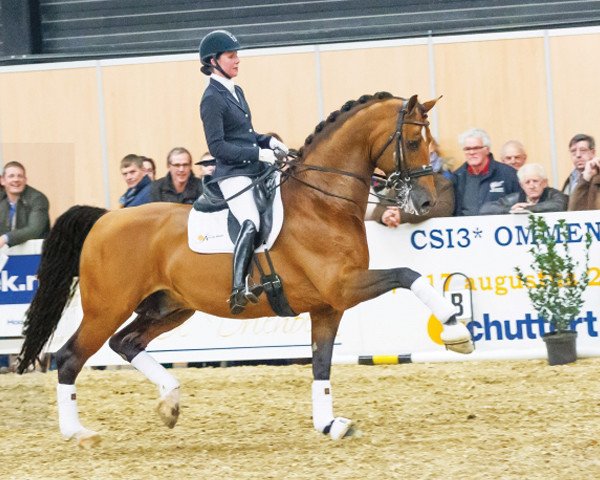 stallion Alexandro P (Gelderland, 2005, from Koss)