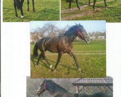 broodmare Watra-Ch (Polish Warmblood, 2010, from Ulco)