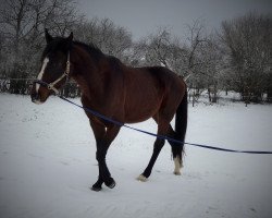 Pferd Luxus (Polnisches Warmblut, 2011)