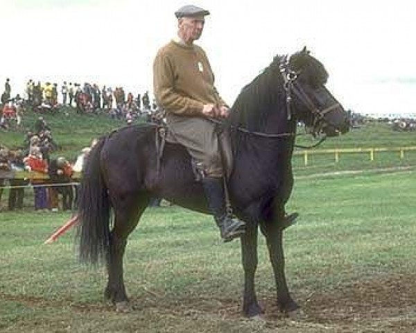 Deckhengst Svartur frá Syðra-Laugalandi (Islandpferd, 1968, von Svipur frá Akureyri)