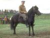 stallion Svartur frá Syðra-Laugalandi (Iceland Horse, 1968, from Svipur frá Akureyri)