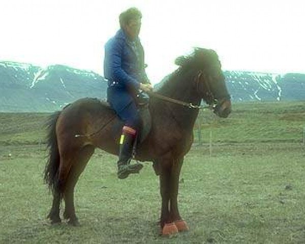 broodmare Lipurtá frá Höskuldsstöðum (Iceland Horse, 1972, from Svartur frá Syðra-Laugalandi)