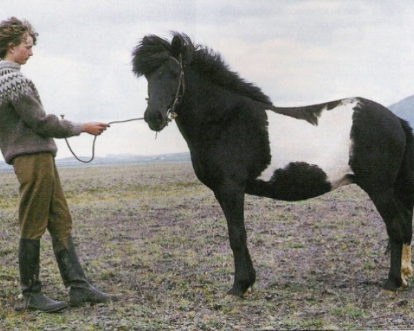 broodmare Síða frá Sauðárkróki (Iceland Horse, 1952, from Sokki frá Syðra-Vallholti)