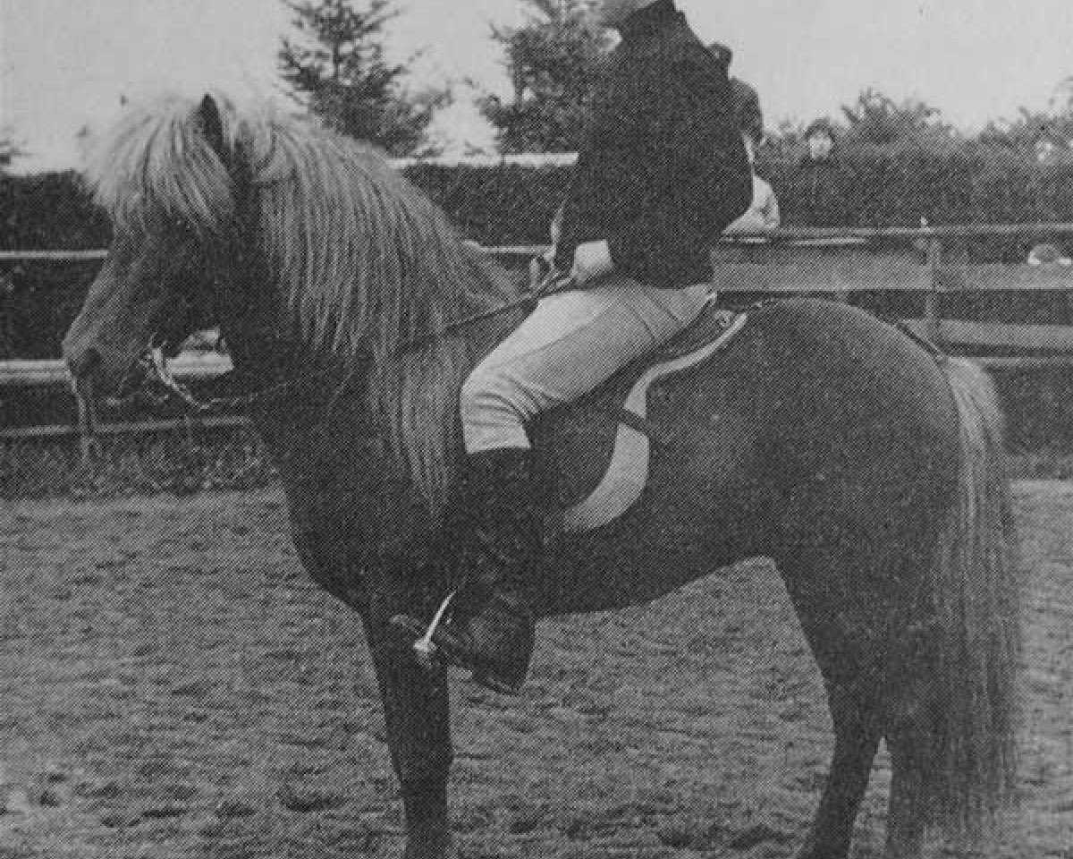 stallion Roði frá Skarði (Iceland Horse, 1954, from Goði frá Sauðárkróki frá Axlarhaga)