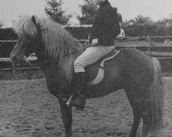 stallion Roði frá Skarði (Iceland Horse, 1954, from Goði frá Sauðárkróki frá Axlarhaga)