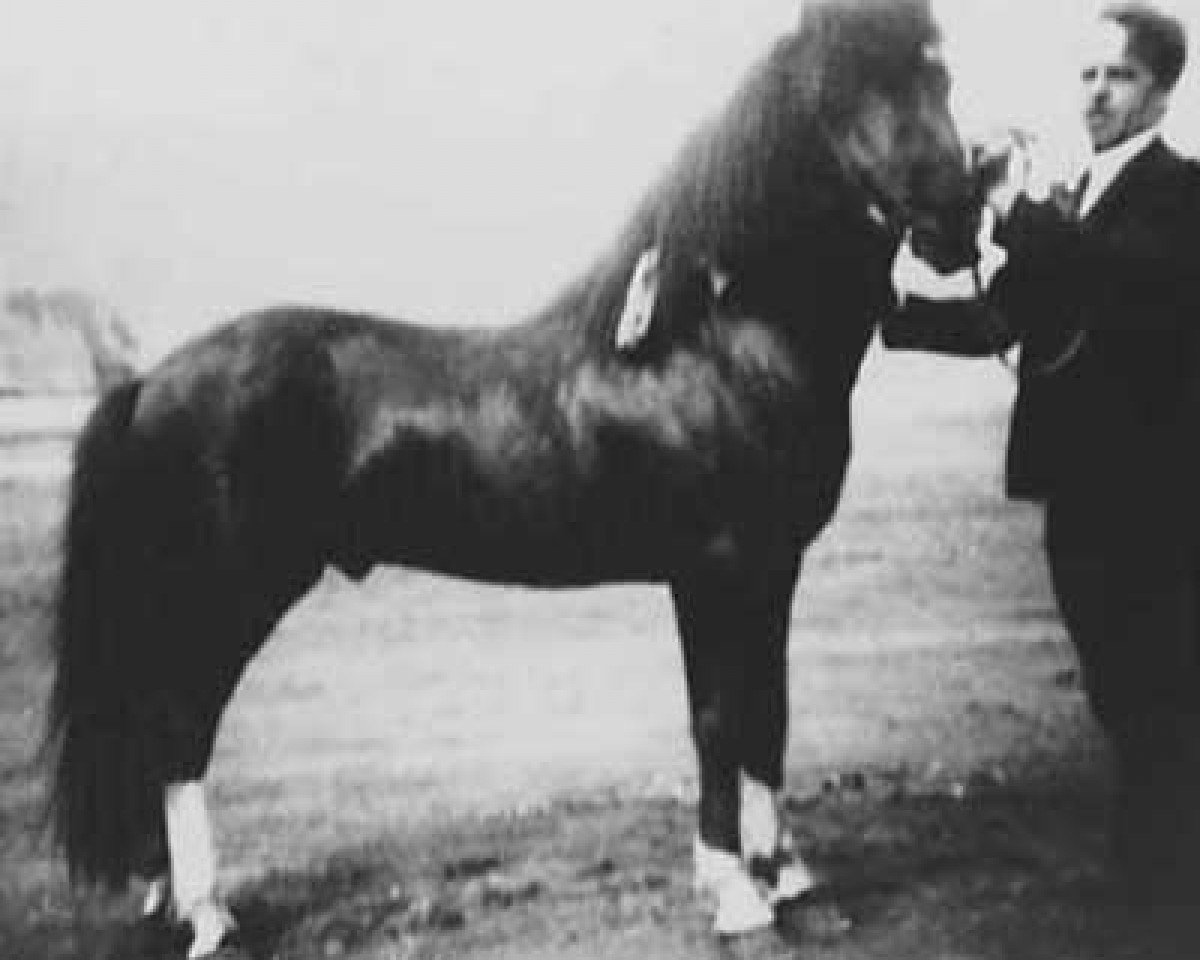 Deckhengst Sokki frá Syðra-Vallholti (Islandpferd, 1942, von Litfari frá Ytra-Vallholti)
