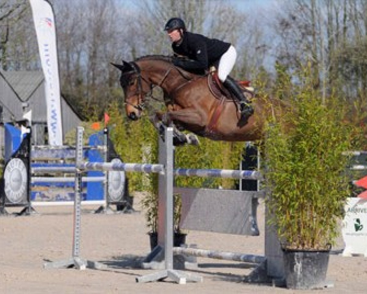 jumper Baritchou Dbt (Belgian Warmblood, 2001, from Kannan)