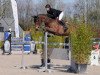 jumper Baritchou Dbt (Belgian Warmblood, 2001, from Kannan)