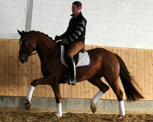 jumper Brunello (Hanoverian, 2011, from Blue Hors Bentley)