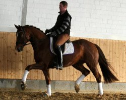 jumper Brunello (Hanoverian, 2011, from Blue Hors Bentley)