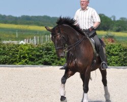 horse Wilson Cup (Hanoverian, 2000, from Weltruhm)