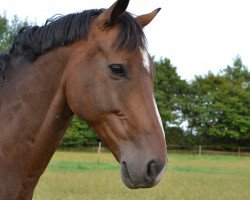 dressage horse Limited-Edition (Oldenburg, 2006, from Lothringer)