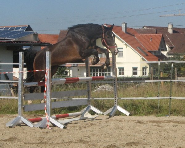 dressage horse Laddie (Württemberger, 2000, from Landioso)