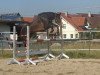 dressage horse Laddie (Württemberger, 2000, from Landioso)