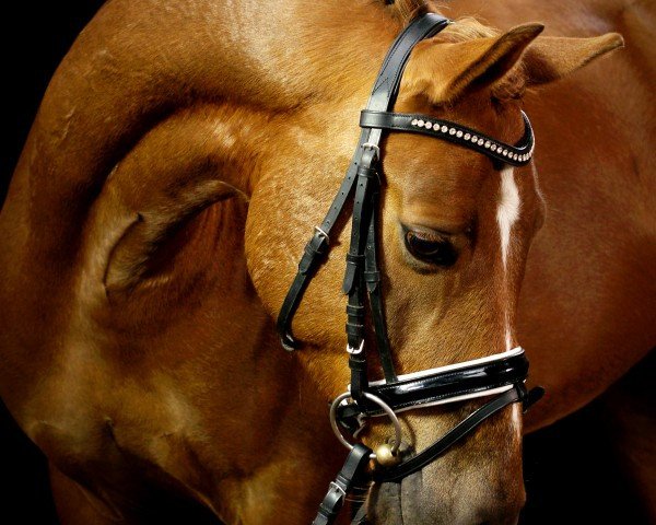 dressage horse Rohlsdorfs Wellensteyn (German Riding Pony, 2009, from Holsteins Woodstock)
