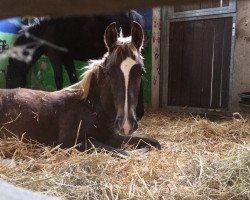 dressage horse Jeassamine-Shadow (Bella) (Appaloosa, 2014, from Frodo-Shadow)