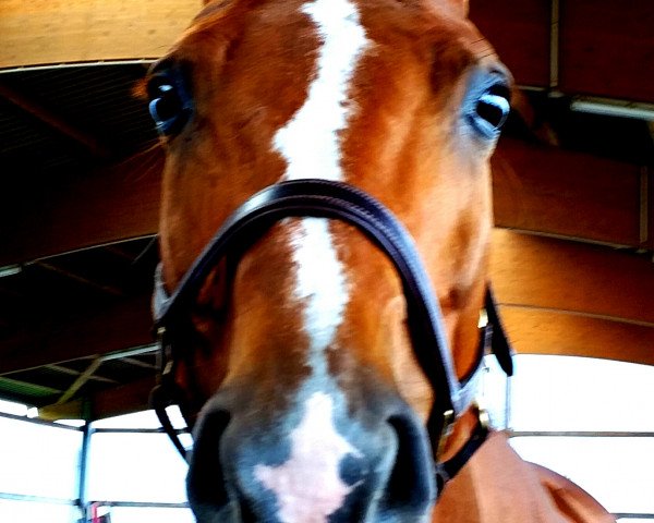 jumper Lucilla 17 (Oldenburg show jumper, 2001, from Landor S)