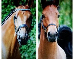 dressage horse Canetti 8 (German Sport Horse, 2008, from Canterbury)