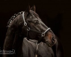 dressage horse Fürstenhall (Oldenburg, 2008, from Fuerstentraum 2)