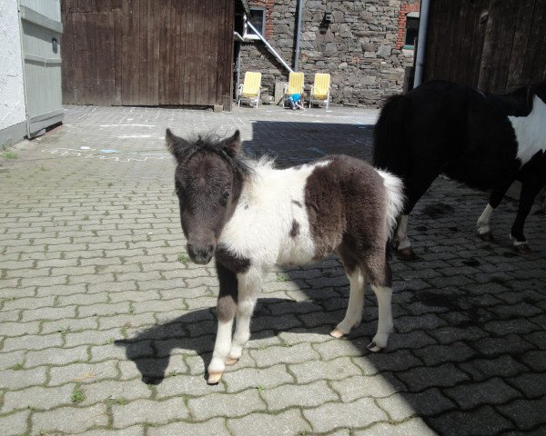 Pferd Filly 11 (Shetland Pony, 2014)