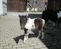 Pferd Filly 11 (Shetland Pony, 2014)