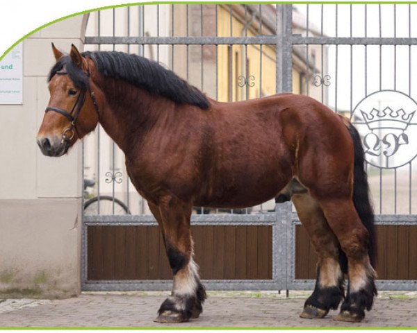 stallion Edward (Rhenish-German Cold-Blood, 2010, from Erdmann)