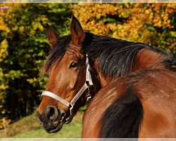 broodmare Ganz Braun (Hanoverian, 2006, from Grafenstolz)