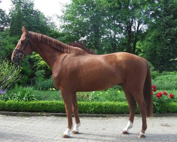 dressage horse Bodega 4 (Westphalian, 2009, from Basic)
