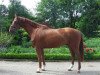 dressage horse Bodega 4 (Westphalian, 2009, from Basic)