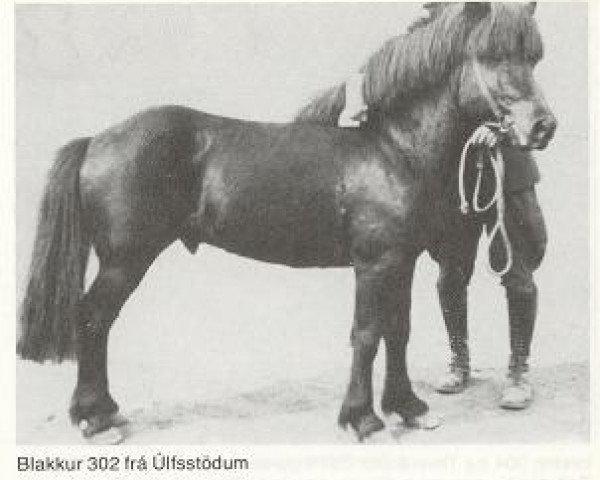 stallion Úlfsstaða-Blakkur frá Hofsstaðaseli (Iceland Horse, 1941, from Blakkur frá Hofsstöðum)