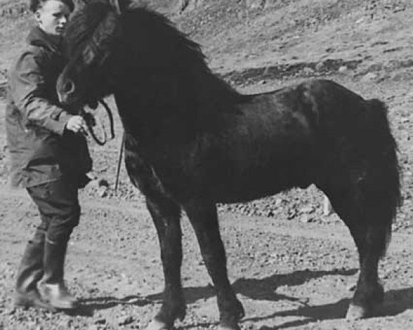 stallion Hrafn frá Mið-Fossum (Iceland Horse, 1951, from Úlfsstaða-Blakkur frá Hofsstaðaseli)