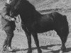stallion Hrafn frá Mið-Fossum (Iceland Horse, 1951, from Úlfsstaða-Blakkur frá Hofsstaðaseli)