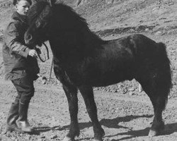 Deckhengst Hrafn frá Mið-Fossum (Islandpferd, 1951, von Úlfsstaða-Blakkur frá Hofsstaðaseli)