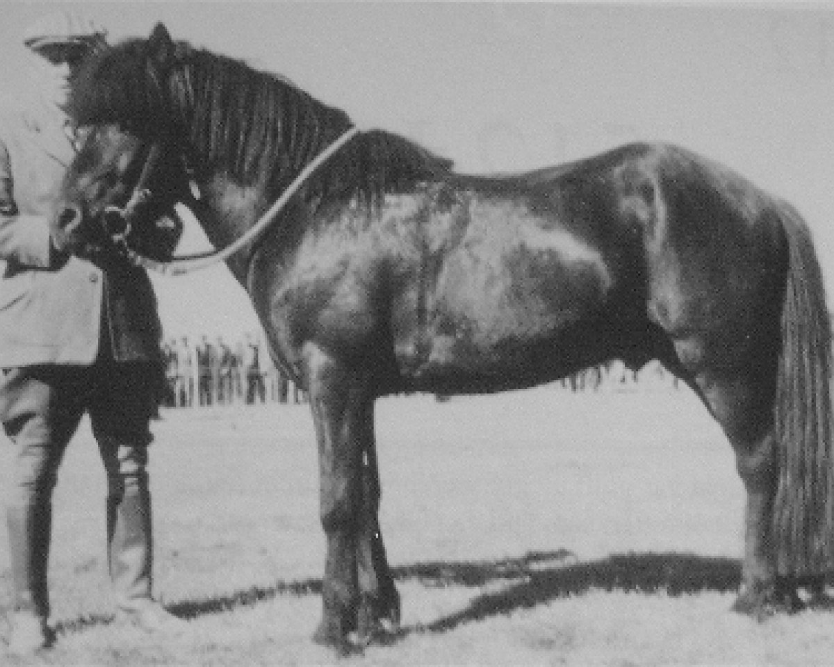 Deckhengst Andvari frá Varmahlíð (Islandpferd, 1954, von Hrafn frá Mið-Fossum)