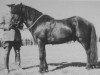 stallion Andvari frá Varmahlíð (Iceland Horse, 1954, from Hrafn frá Mið-Fossum)