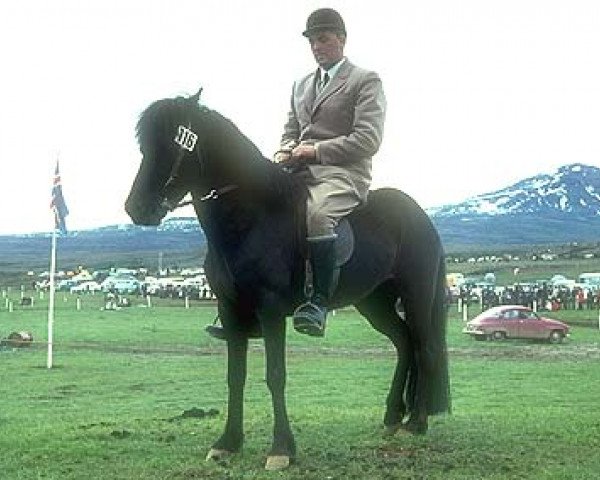 broodmare Hrafnkatla frá Sauðárkróki (Iceland Horse, 1966, from Andvari frá Varmahlíð)