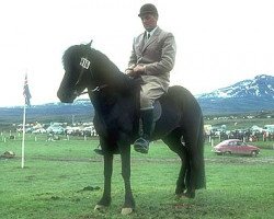 broodmare Hrafnkatla frá Sauðárkróki (Iceland Horse, 1966, from Andvari frá Varmahlíð)