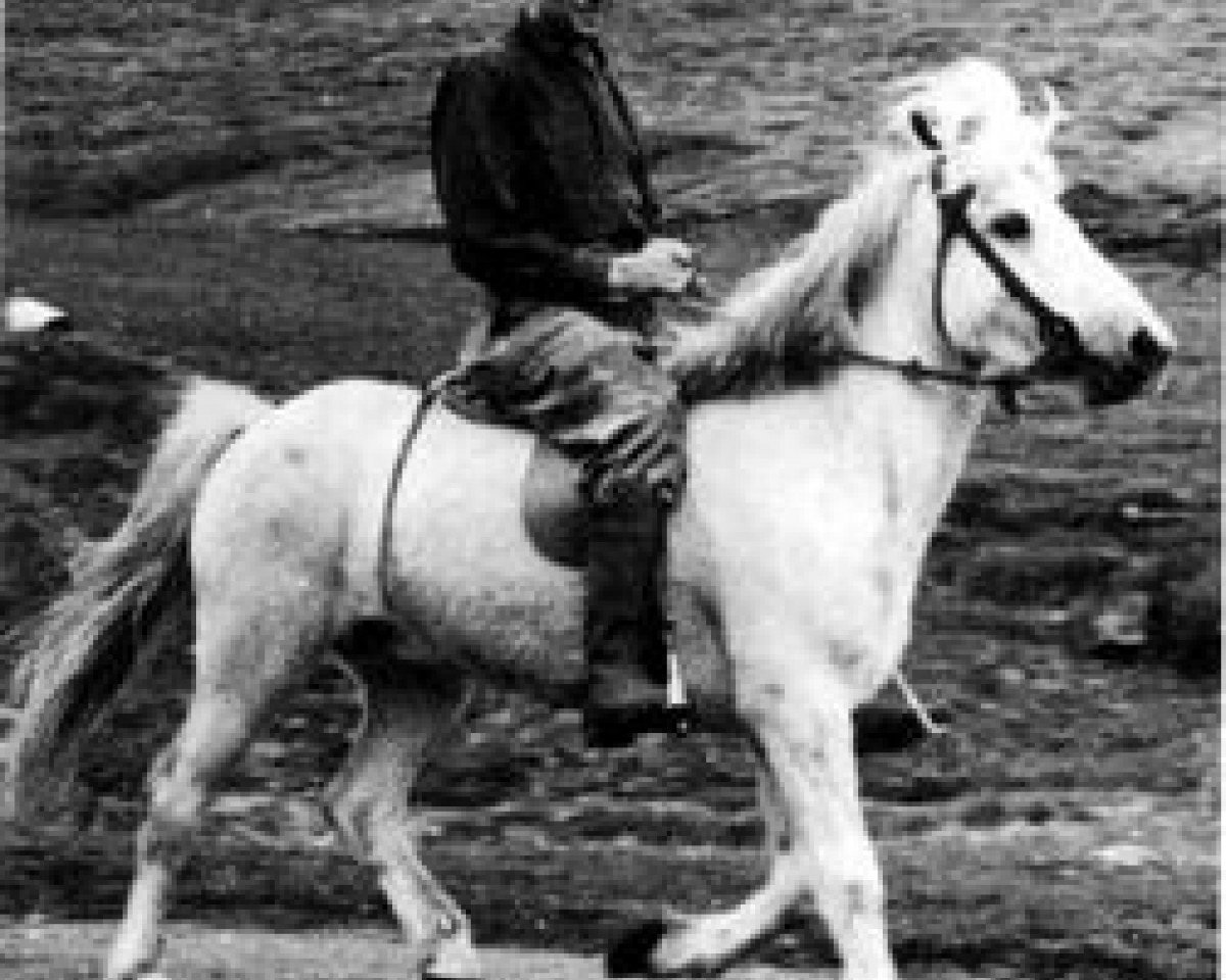 Deckhengst Fengur frá Eiríksstöðum (Islandpferd, 1943, von Jarpur frá Brandsstöðum)