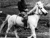 stallion Fengur frá Eiríksstöðum (Iceland Horse, 1943, from Jarpur frá Brandsstöðum)