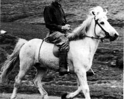 stallion Fengur frá Eiríksstöðum (Iceland Horse, 1943, from Jarpur frá Brandsstöðum)