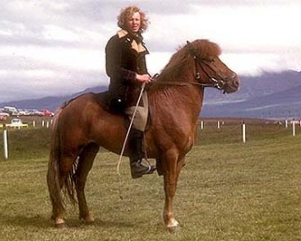 horse Blossi frá Sauðárkróki (Iceland Horse, 1967, from Sörli frá Sauðárkróki)