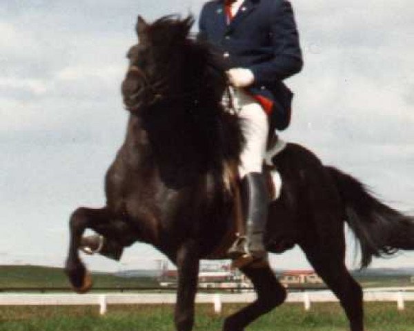 stallion Otur frá Sauðárkróki (Iceland Horse, 1982, from Hervar frá Sauðárkróki)