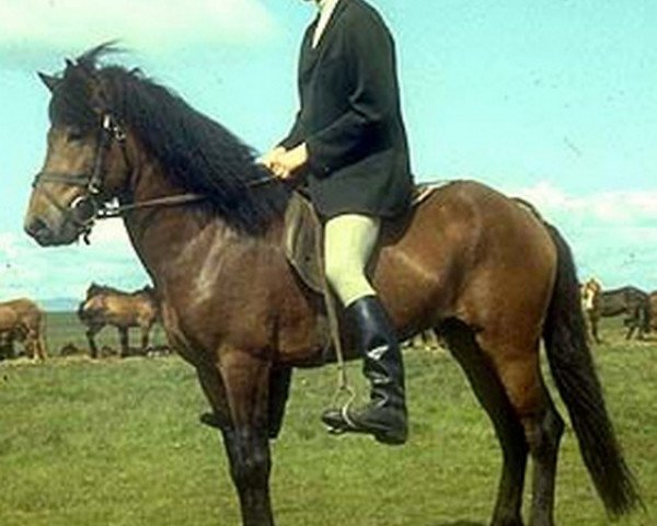 stallion Þokki frá Garði (Iceland Horse, 1976, from Hrafn frá Holtsmúla)