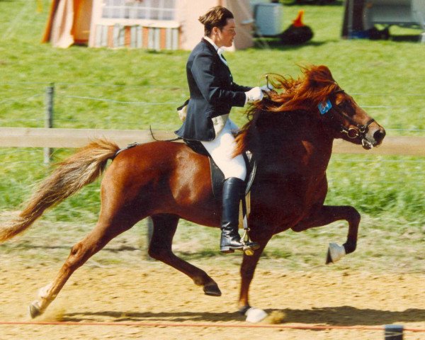 stallion Einar von Roetgen (Iceland Horse, 1987, from Hervar frá Sauðárkróki)